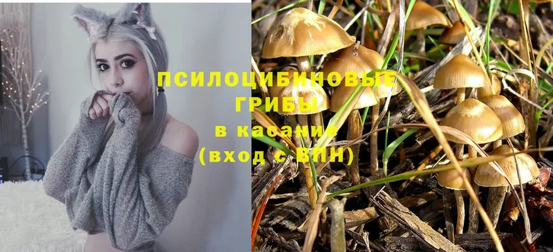 как найти   Волжск  Галлюциногенные грибы Magic Shrooms 